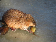 20th Aug 2016 - Muskrat Herbivore !