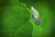 23rd May 2016 - Snail's pace