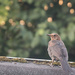 Juvenile blackbird by leonbuys83