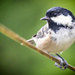 2016 08 20 Coal Tit  by pamknowler
