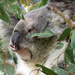 my good side by koalagardens