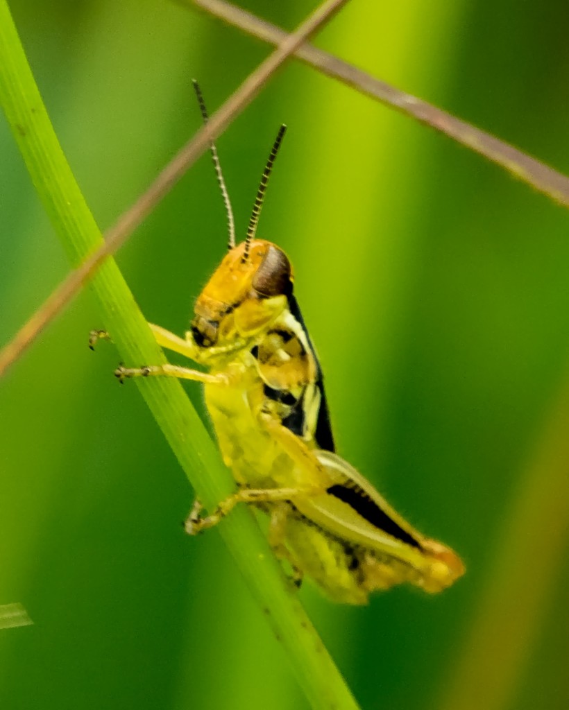 Grasshopper Closeup by rminer