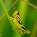 Grasshopper Closeup by rminer