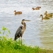 Blue Heron watching Ducks by rminer