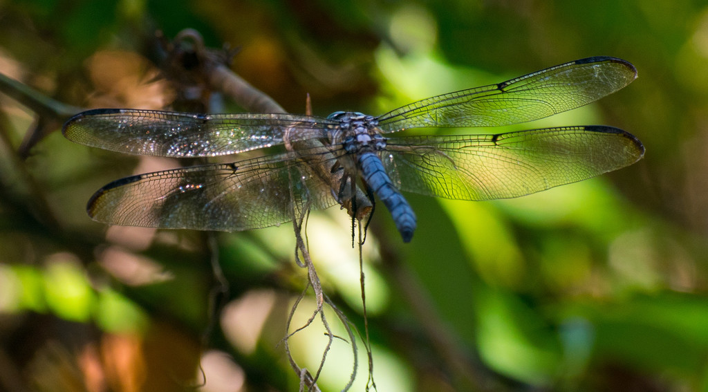 Dragonfly Hanging On! by rickster549