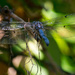 Dragonfly Hanging On! by rickster549