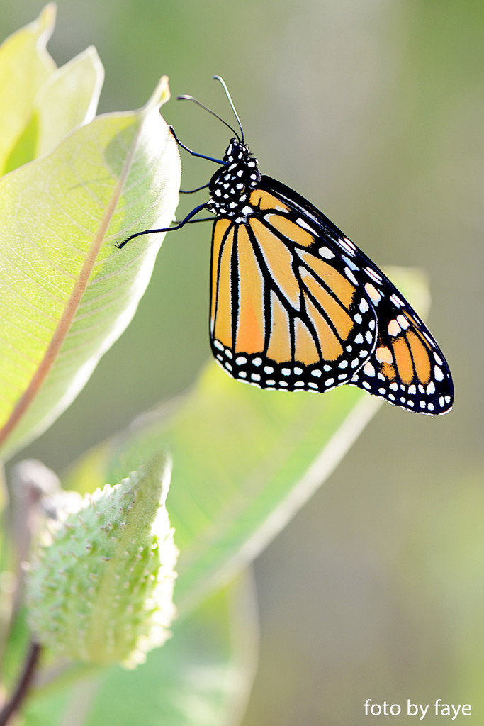 Monarch on a milkweed plant! by fayefaye