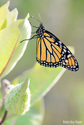 20th Aug 2016 - Monarch on a milkweed plant!