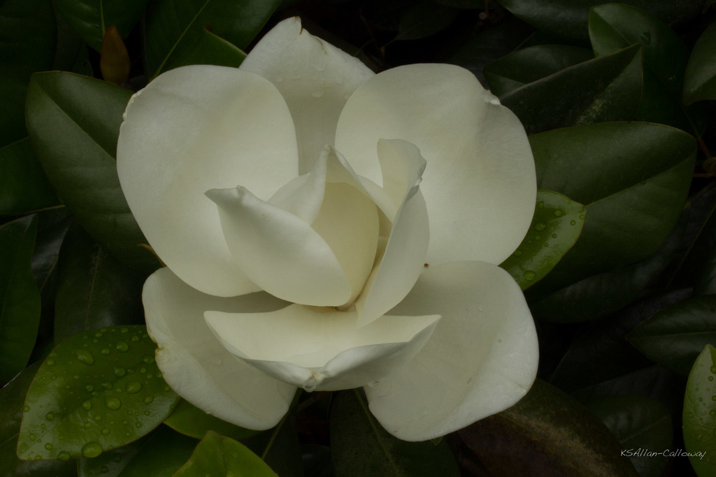 Magnolia bloom original by randystreat