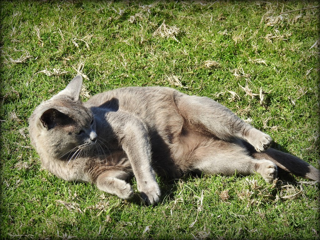 Sunbathing by yorkshirekiwi