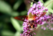 20th Aug 2016 - Hummingbird Moth
