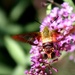 Hummingbird Moth by kerosene