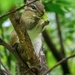 Chipmunk in a tree by rminer