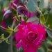 Roses by selkie