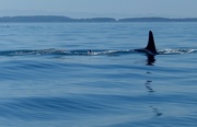 18th Aug 2016 - Orcas on the Horizon