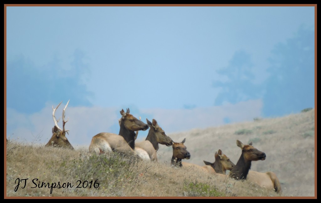 Rocky Mountain Elk... by soylentgreenpics