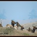 Rocky Mountain Elk... by soylentgreenpics