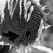 Sunflower by parisouailleurs