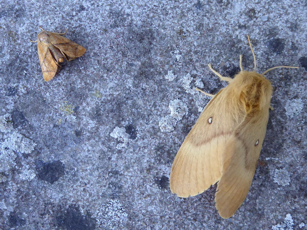 Moths of Brittany 15. Festoon and Oak Eggar by steveandkerry