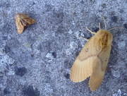 21st Aug 2016 - Moths of Brittany 15. Festoon and Oak Eggar