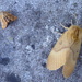 Moths of Brittany 15. Festoon and Oak Eggar by steveandkerry