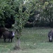 boars by parisouailleurs