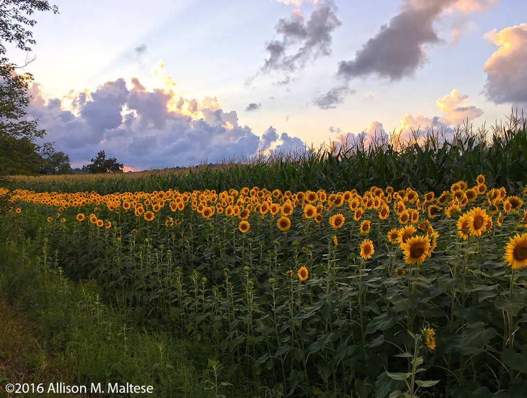 Sunflowers at Sunset by falcon11