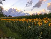 21st Aug 2016 - Sunflowers at Sunset
