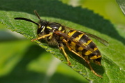 19th Aug 2016 - COMMON WASP