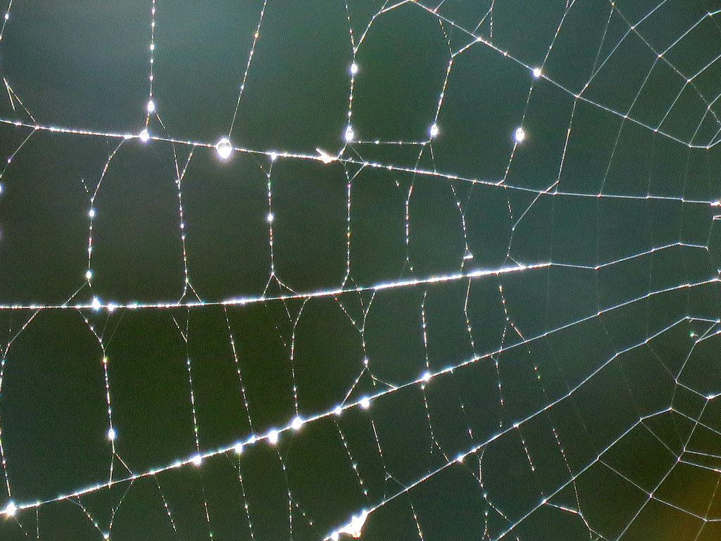 Spider Web Abstract by seattlite