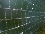 21st Aug 2016 - Spider Web Abstract