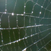 Spider Web Abstract by seattlite