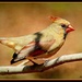 Cardinal (Female) by vernabeth