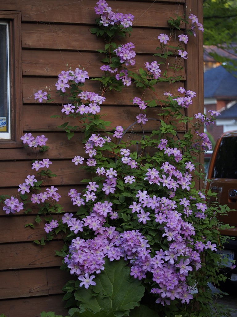 Clematis by selkie