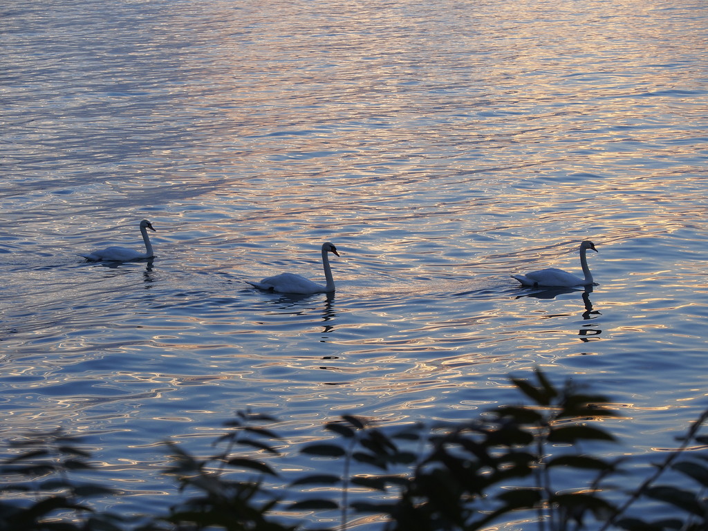 Three Swans by selkie
