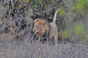 3rd Aug 2016 - Lion in the bush 