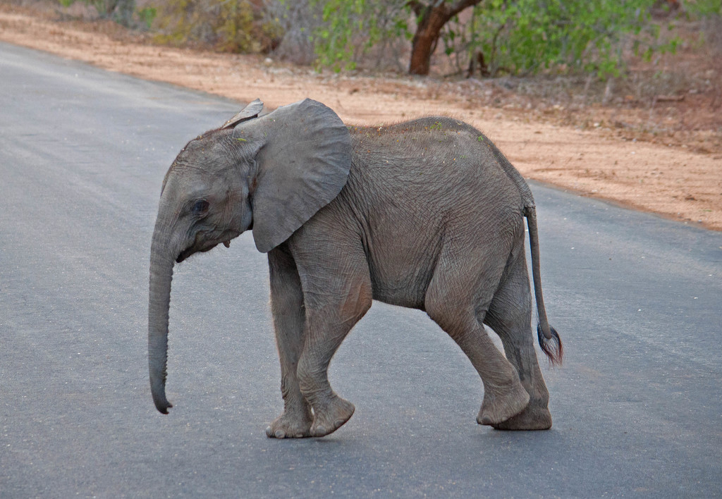 Baby elephant  crossing by philbacon