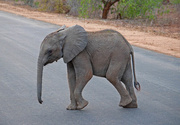 2nd Aug 2016 - Baby elephant  crossing