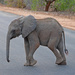 Baby elephant  crossing by philbacon