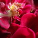 Red by flowerfairyann