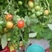 Tomatoes galore!