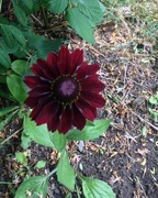 19th Aug 2016 - Rudbeckia (Cone Flower) Cherry Brandy.