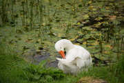 21st Aug 2016 - goose ablutions