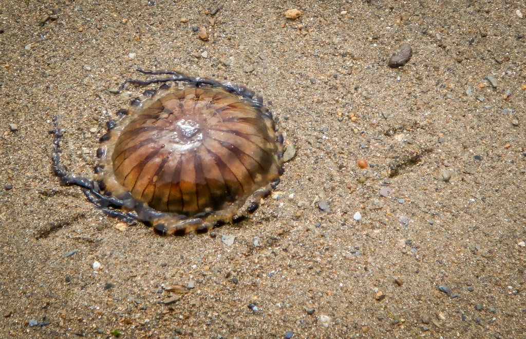 Jellyfish by swillinbillyflynn
