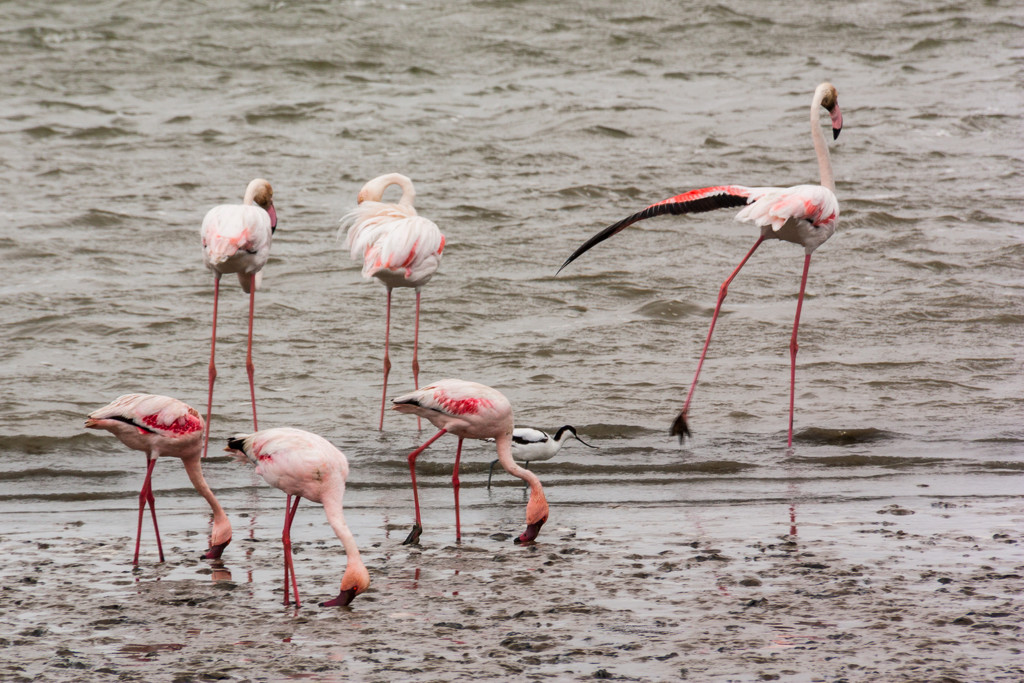 Flamboyance of Flamingos (+1 avocet) by seacreature