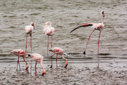 21st Aug 2016 - Flamboyance of Flamingos (+1 avocet)