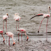 Flamboyance of Flamingos (+1 avocet) by seacreature