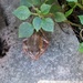 Frog in the Herbs by g3xbm