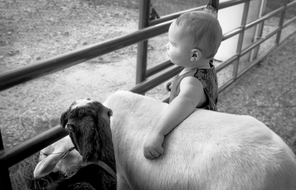 A Boy and His Sheep by shesnapped