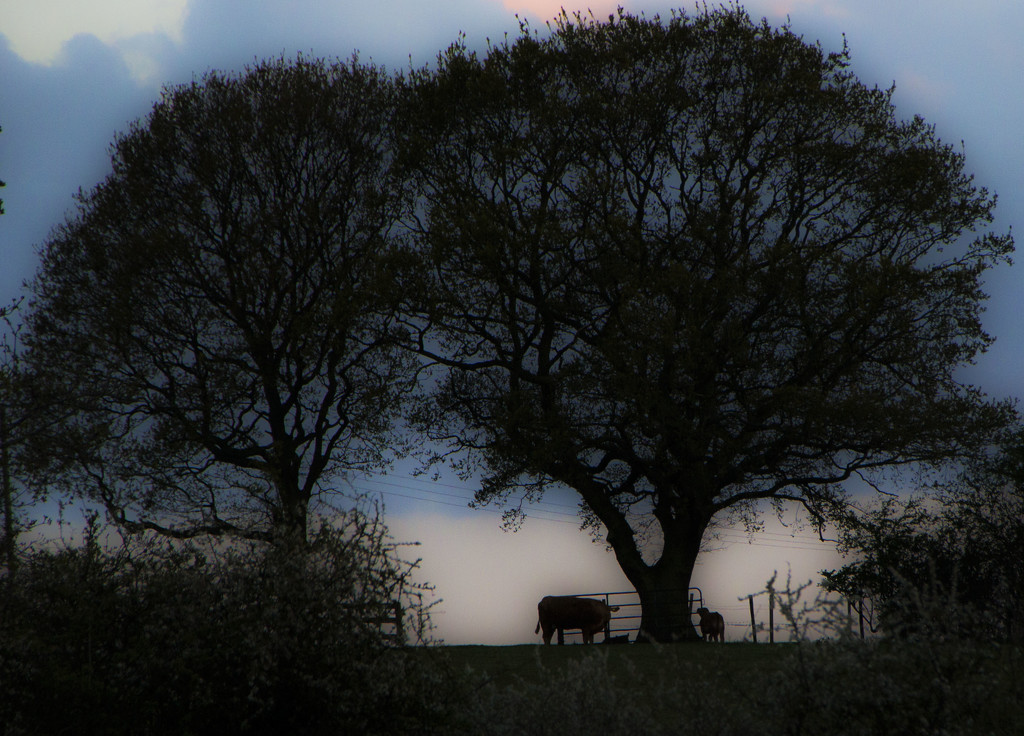 Cows seen from the Cows Field by shepherdman